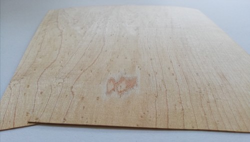 Blatt ahorn mapel furnier - 2,